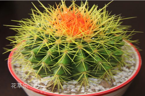 仙人球是怎样繁殖的?学会之后,你家会成为仙人球海洋
