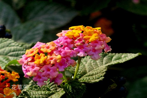 五色梅要如何养护?学会这几点,花开得不要太放肆哦!