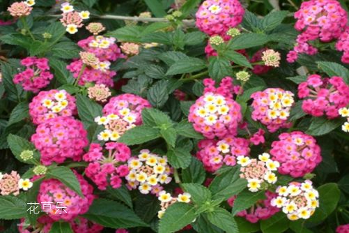 五色梅要如何养护?学会这几点,花开得不要太放肆哦!