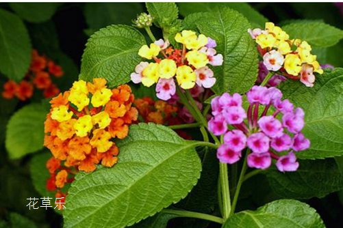 五色梅要如何养护?学会这几点,花开得不要太放肆哦!