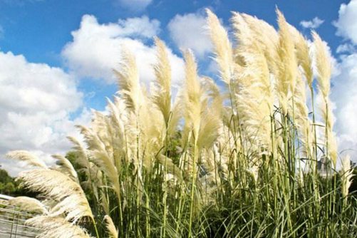 芦苇图片大全,芦苇高清图片