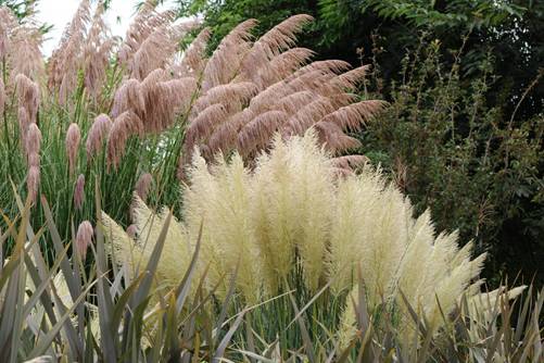 芦苇图片大全,芦苇高清图片