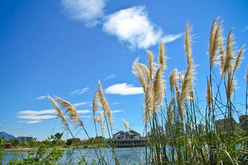 芦苇图片大全,芦苇高清图片