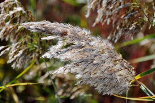 芦苇图片大全,芦苇高清图片