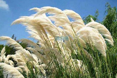 芦苇图片大全,芦苇高清图片