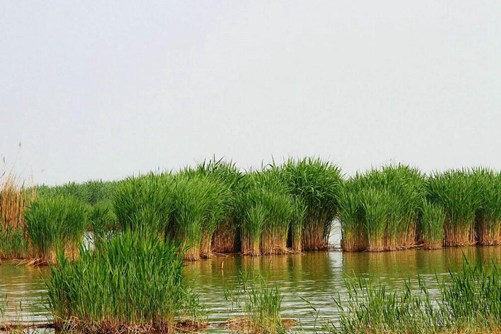 芦苇图片大全,芦苇高清图片