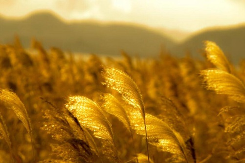 芦苇图片大全,芦苇高清图片