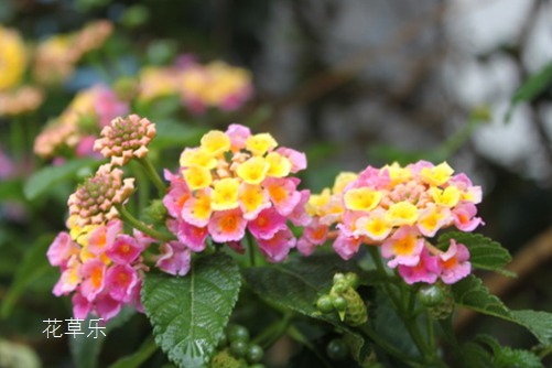 五色梅的作用,有了它,不再惧怕苍蝇蚊虫