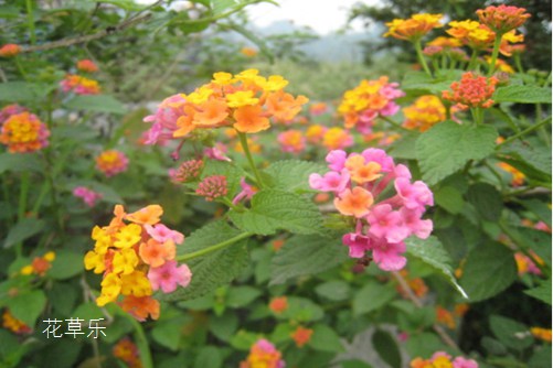 五色梅的作用,有了它,不再惧怕苍蝇蚊虫