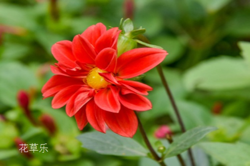 小丽花冬季是否开花?别养绿萝多肉了,此花漂亮又好养,一年四季开花