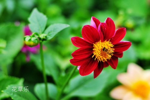 小丽花冬季是否开花?别养绿萝多肉了,此花漂亮又好养,一年四季开花