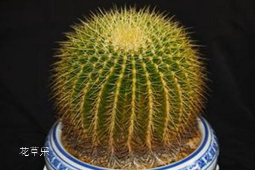 仙人球的作用和功效,沙漠中的精灵它全身都是宝!