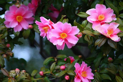 茶梅图片大全,茶梅高清图片大全