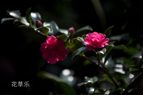 茶梅图片大全,茶梅高清图片大全