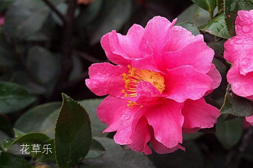 茶梅图片大全,茶梅高清图片大全