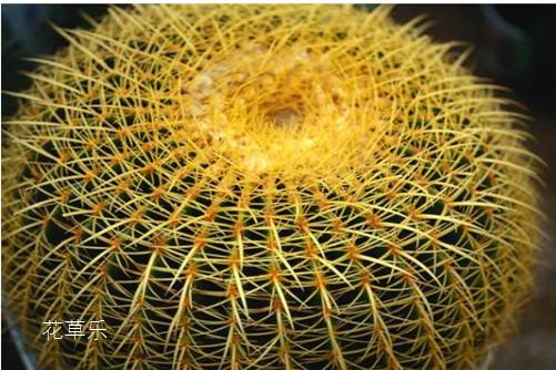 仙人球需要施肥吗?仙人球这样施肥保证长得好!