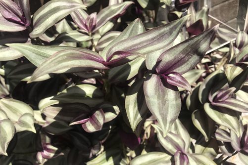 紫鸭跖草的养殖方法,紫色花海,谁说只有薰衣草和紫罗兰?