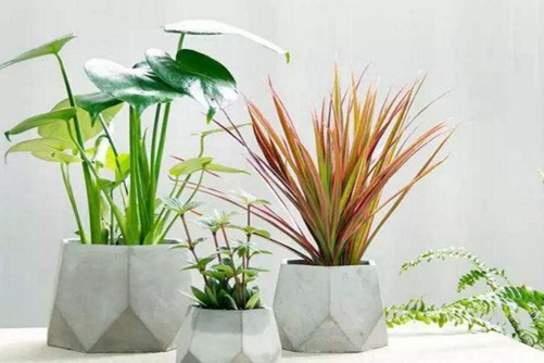 散尾葵图片,散尾葵高清图片大全