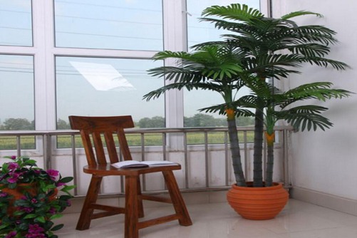 散尾葵图片,散尾葵高清图片大全