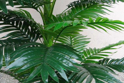 散尾葵图片,散尾葵高清图片大全