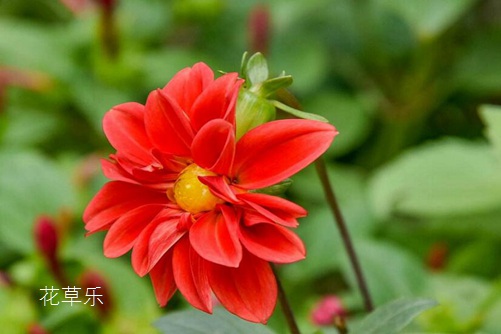 小丽花图片大全,小丽花高清图片大全