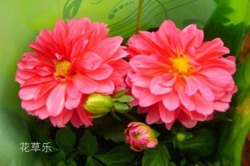 小丽花图片大全,小丽花高清图片大全