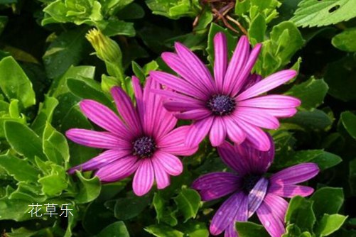 蓝目菊冬天怎么养护?蓝目菊冬天这样养护来年一样花开繁茂