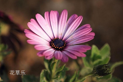 蓝目菊冬天怎么养护?蓝目菊冬天这样养护来年一样花开繁茂