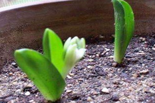 虎眼万年青怎么水培？掌握好以下几点，意外的惊喜在等你！