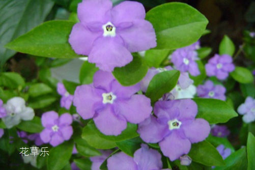 双色茉莉家里怎么养?会“变脸”的花草,说不定就在你家阳台!