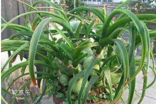 虎眼万年青的功效与作用,再见!肿瘤君!