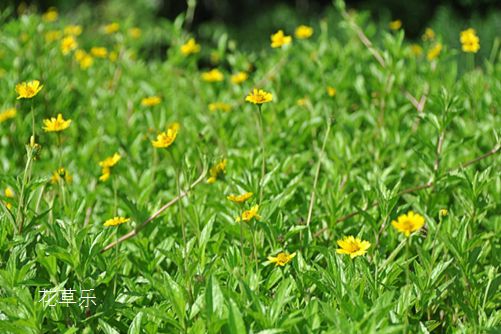 蟛蜞菊的功效与作用,路边野草,其实是治病良药,你造吗?