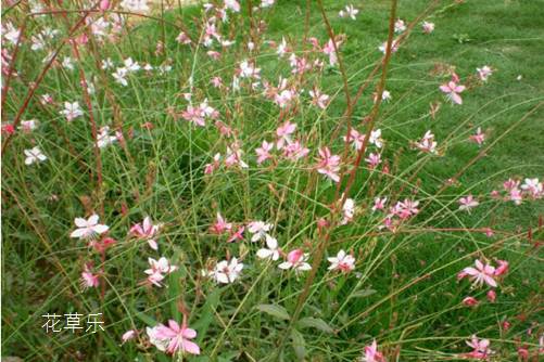 千鸟花的繁殖方法,爱它就让它“生崽”吧!