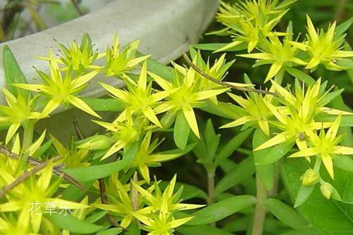 垂盆草和佛甲草的区别,看一眼叶子就明白了就是这么简单