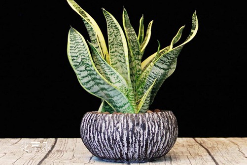 虎皮兰开花有什么预兆?虎皮兰怎样养才会开花