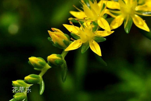 垂盆草如何安全越冬,垂盆草的养殖方法介绍