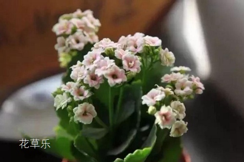 伽蓝菜的花语是什么? 大吉大利福寿吉庆