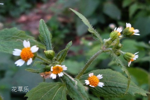 牛膝菊功效与作用,小身材大用途