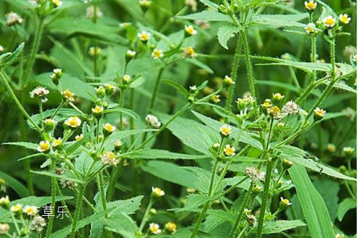 牛膝菊功效与作用,小身材大用途