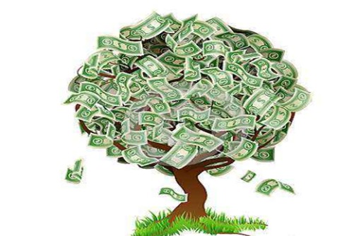 金钱树开花吗?能开花,厉害了我的金钱树!