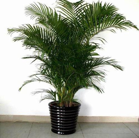 夏威夷椰子植株 夏威夷椰子叶片发黄怎么处理