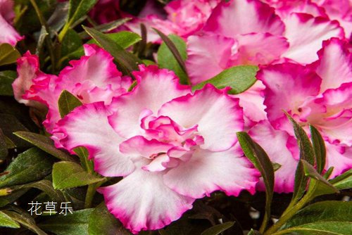 西洋杜鹃叶片脱落怎么处理?北方西洋杜鹃的养殖方法和注意事项