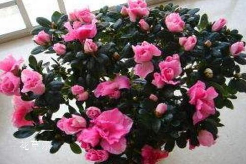 西洋杜鹃叶片脱落怎么处理?北方西洋杜鹃的养殖方法和注意事项