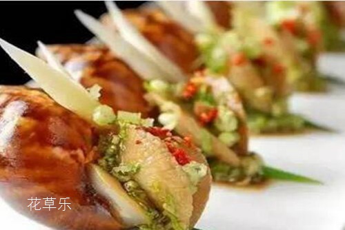 药用和食用价值超高的蜗牛 是益虫还是害虫?