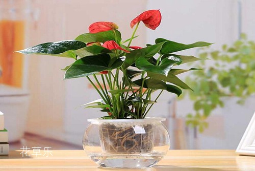红掌怎么养?红掌叶子下垂的处理方法