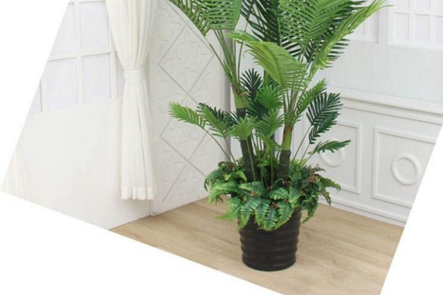 散尾葵叶子发黑怎么办?四招教您解决散尾葵叶子发黑