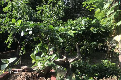 救救我吧,我都快成秃头了!榕树盆景掉叶子是什么原因?