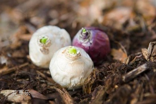 风信子种球发霉怎么办?别丢,用以下的方法就能起死回生!