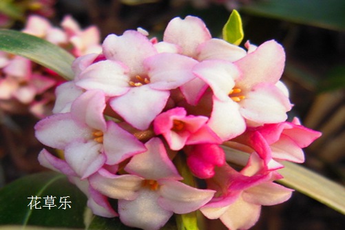 快来看,你的小可爱金边瑞香病了怎么办?金边瑞香常见病害及防治