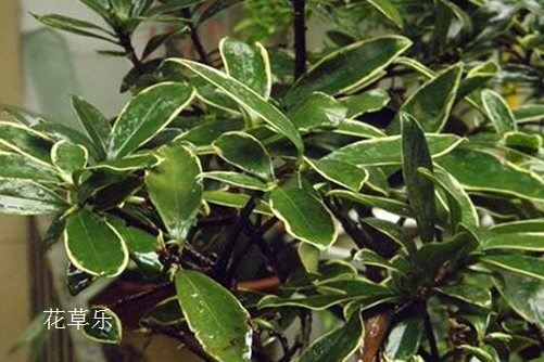 快来看,你的小可爱金边瑞香病了怎么办?金边瑞香常见病害及防治